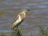 27 februari, Senegal - Ralreiger (Squacco Heron)