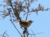 27 februari, Senegal - Rivierprinia (River Prinia)