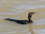 27 februari, Senegal - Afrikaanse dwergaalscholver (Long-tailed Cormorant)