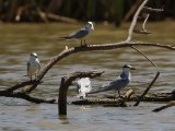 27 februari, Senegal - Witwangstern (Whiskered Tern)