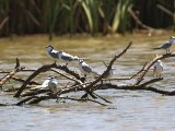 27 februari, Senegal - Witwangstern (Whiskered Tern)