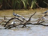 27 februari, Senegal - Witwangstern (Whiskered Tern)