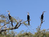 27 februari, Senegal - Afrikaanse slangenhalsvogel (African Darter)