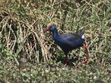 27 februari, Senegal - Smaragdpurperkoet (African Swamphen)