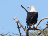 27 februari, Senegal - Afrikaanse zee-arend (African Fish-eagle)