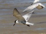 27 februari, Senegal - Witwangstern (Whiskered Tern)