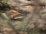 27 februari, Senegal - Langstaartnachtzwaluw (Long-tailed Nightjar)