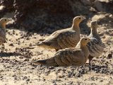 27 februari, Senegal - Roodbuikzandhoen (Chestnut-bellied Sandgrouse)