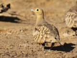 27 februari, Senegal - Roodbuikzandhoen (Chestnut-bellied Sandgrouse) ♂