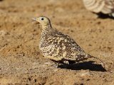 27 februari, Senegal - Roodbuikzandhoen (Chestnut-bellied Sandgrouse) ♀