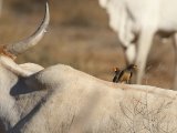 27 februari, Senegal - Geelsnavelossenpikker (Yellow-billed Oxpecker)