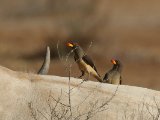 27 februari, Senegal - Geelsnavelossenpikker (Yellow-billed Oxpecker)