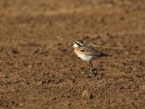 27 februari, Senegal - Herdersplevier (Kittlitz's Plover)