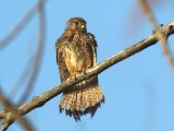 2 maart, Mauritanië - Torenvalk (Common Kestrel)