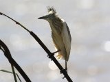 28 februari, Mauritanië - Ralreiger (Squacco Heron)