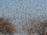 28 februari, Mauritanië -  Roodbekwever (Red-billed Quelea)