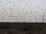 28 februari, Mauritanië -  Roodbekwever (Red-billed Quelea)