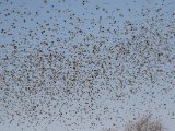 28 februari, Mauritanië -  Roodbekwever (Red-billed Quelea)