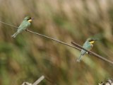 1 maart, Mauritanië -  Dwergbijeneter (Little Bee-eater)