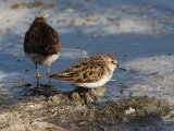 2 maart, Mauritanië - Kleine strandloper (Little Stint)