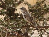 2 maart, Mauritanië - Woestijnmus (Desert Sparrow)