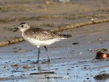 3 maart, Mauritanië - Iwik - Zilverplevier (Grey Plover)