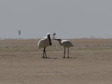 3 maart, Mauritanië - Banc d'Arguin - Lepelaar ssp Balsaci (Eurasian Spoonbill ssp balsaci)