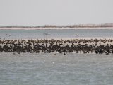 3 maart, Mauritanië - Banc d'Arguin