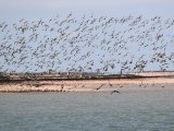 3 maart, Mauritanië - Banc d'Arguin