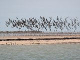 3 maart, Mauritanië - Banc d'Arguin