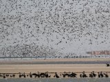 3 maart, Mauritanië - Banc d'Arguin