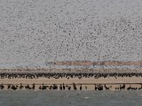 3 maart, Mauritanië - Banc d'Arguin