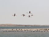 3 maart, Mauritanië - Banc d'Arguin