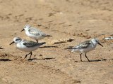 3 maart, Mauritanië - Iwik - Drieteenstrandloper (Sanderling)