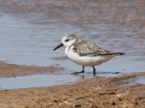 3 maart, Mauritanië - Iwik - Drieteenstrandloper (Sanderling)