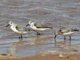 3 maart, Mauritanië - Iwik - Drieteenstrandloper (Sanderling)