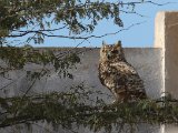 4 maart, Mauritanië - Woestijnoehoe (Pharaoh Eagle-Owl)