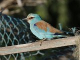 4 maart, Mauritanië - Sahelscharrelaar (Abyssinian Roller)