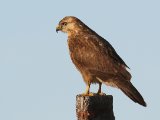 4 maart, Mauritanië - Arendbuizerd (Long-legged Buzzard)