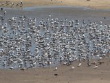 4 maart, Mauritanië - Reuzenstern (Caspian Tern)