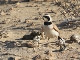 6 maart, Westelijke Sahara - Temmincks Strandleeuwerik (Temminck's Lark)