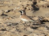 6 maart, Westelijke Sahara - Temmincks Strandleeuwerik (Temminck's Lark)