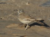 6 maart, Westelijke Sahara - Witbandleeuwerik (Greater Hoopoe-Lark)