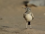 6 maart, Westelijke Sahara - Witbandleeuwerik (Greater Hoopoe-Lark)