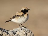 6 maart, Westelijke Sahara - Woestijntapuit (Desert Wheatear)