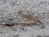 6 maart, Westelijke Sahara - Theklaleeuwerik (Thekla Lark)