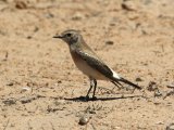 7 maart, Westelijke Sahara - Woestijntapuit (Desert Wheatear)  ♀