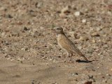 7 maart, Westelijke Sahara - Dunns leeuwerik (Dunn's Lark)