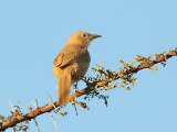 6 maart, Westelijke Sahara - Bruingele babbelaar (Fulvous Chatterer)