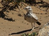 8 maart, Marokko - Witbandleeuwerik (Greater Hoopoe-Lark)